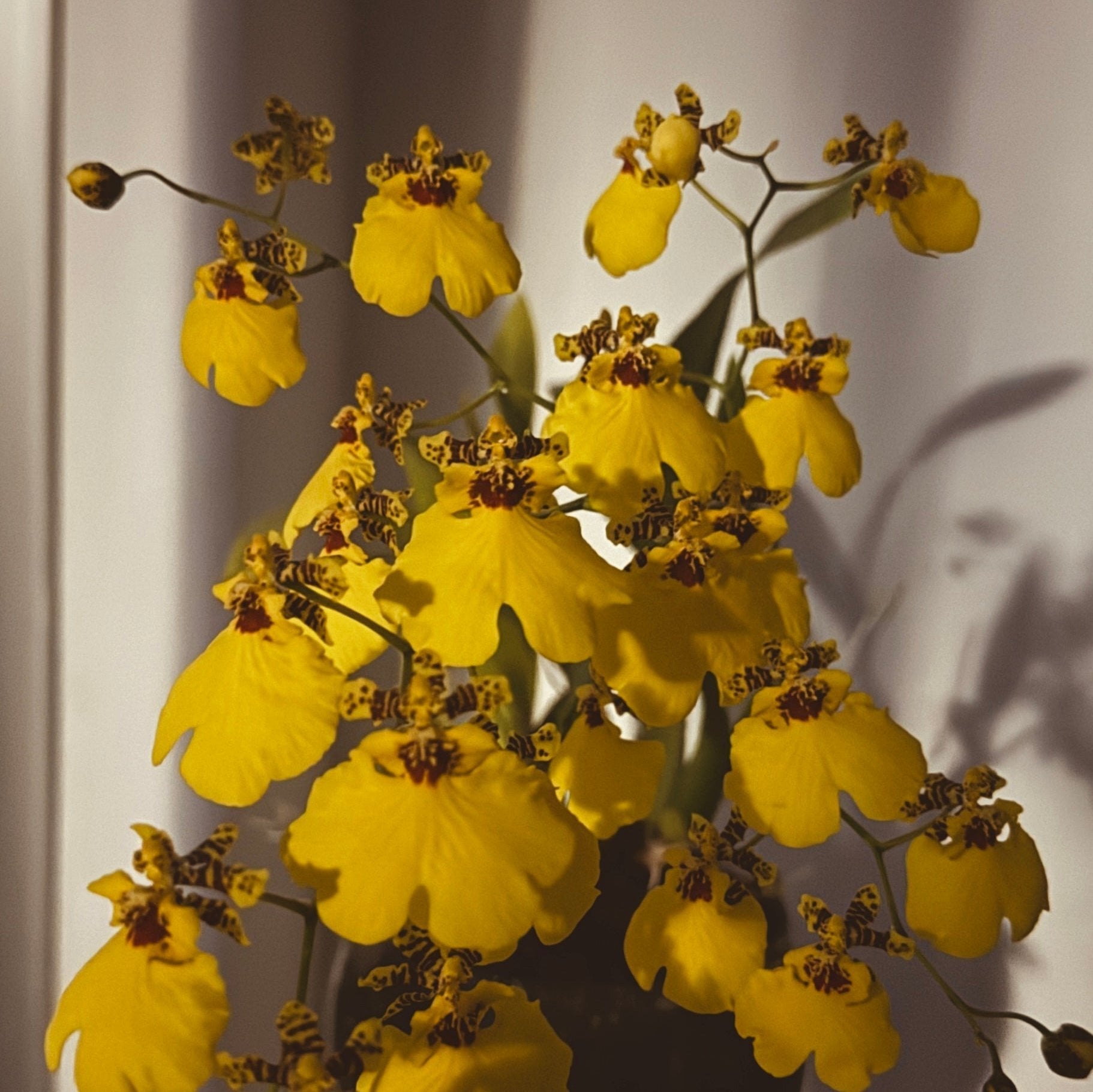 Pendiente de botón Orquidea Dama Danzante