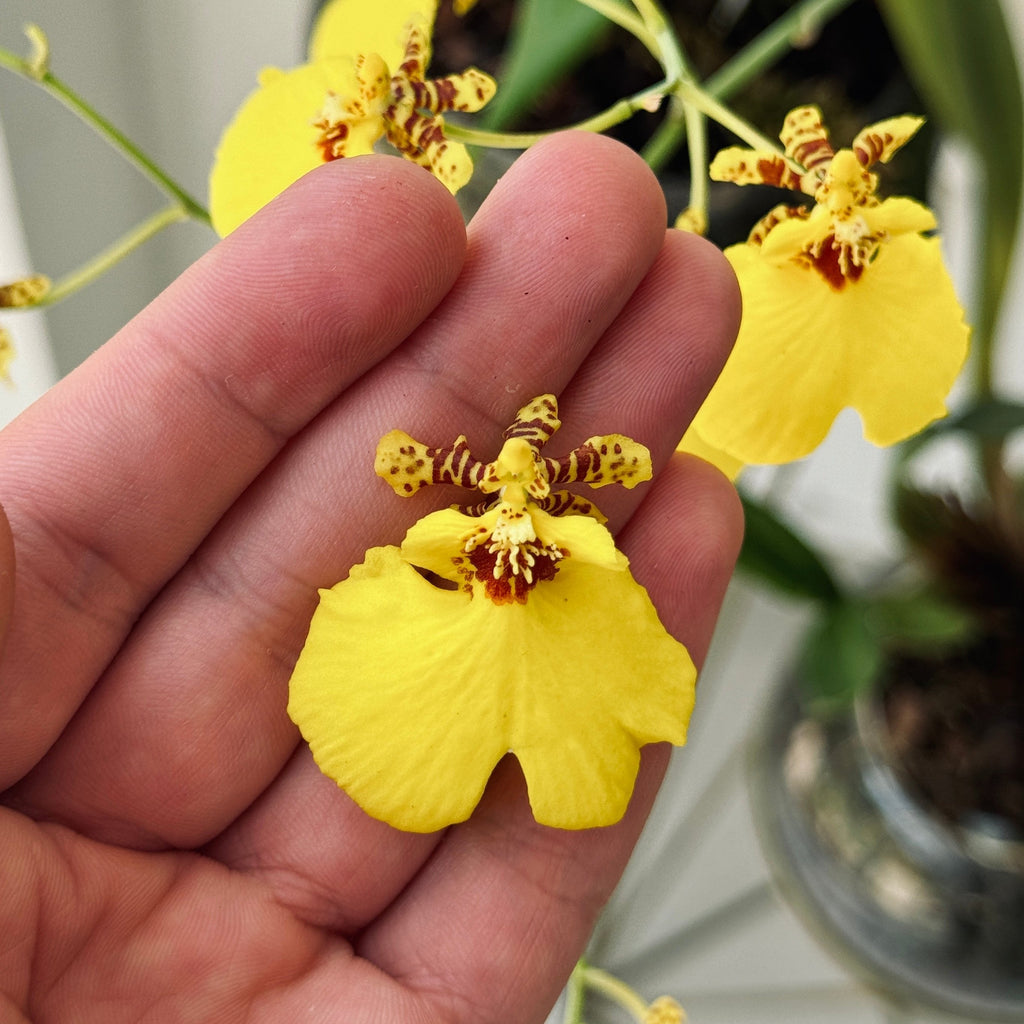 Pendiente de botón Orquidea Dama Danzante
