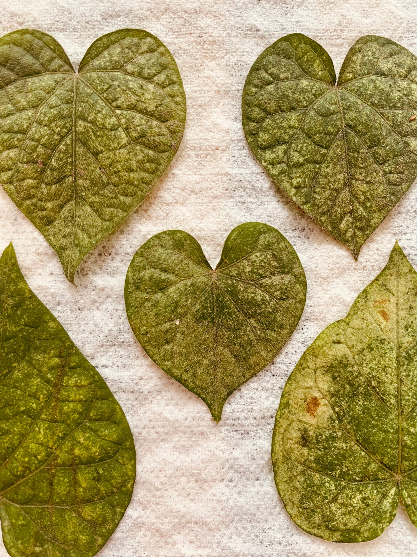 Aretes Topo Hoja Corazon