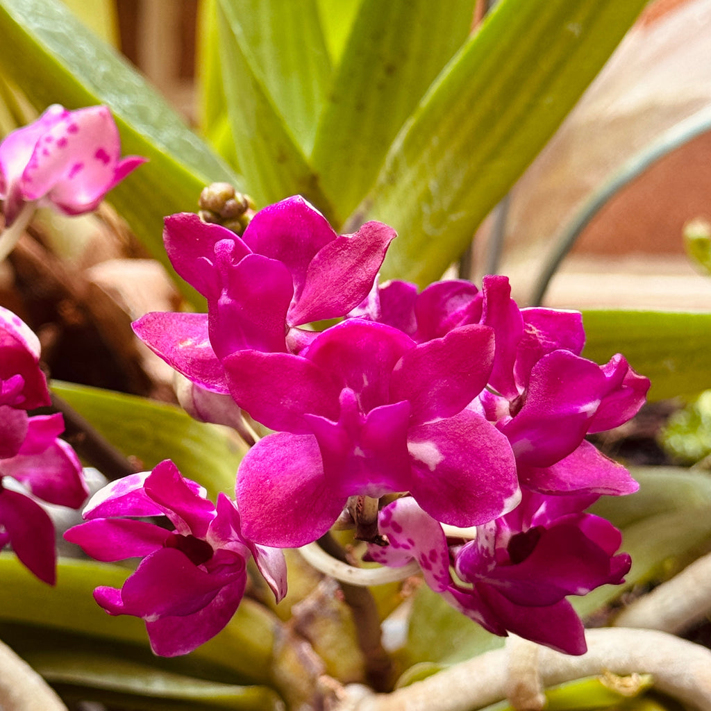 Pendiente de botón Orquidea Vanda Baby