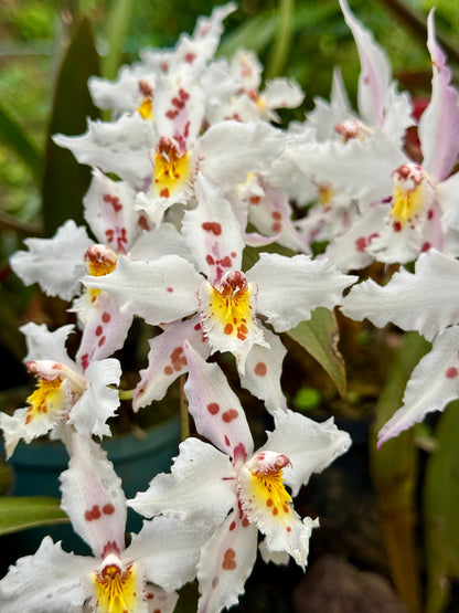 Aretes Orquidea Crispum Sauco Esmeralda